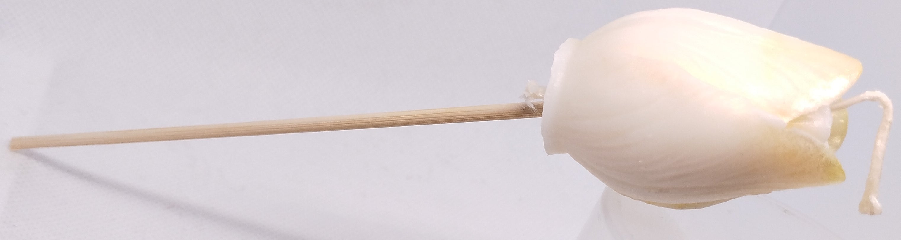 Μπομπονιέρα γάμου τουλίπα 18cm